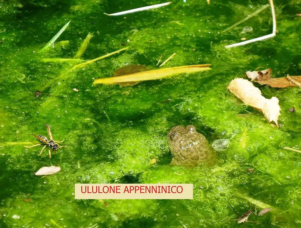 Séjour à la ferme Agriturismo I Monti Di Salecchio Palazzuolo Sul Senio